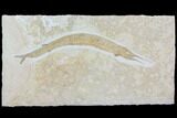 Jurassic, Predatory Fish (Aspidorhynchus) - Solnhofen Limestone #113746-2